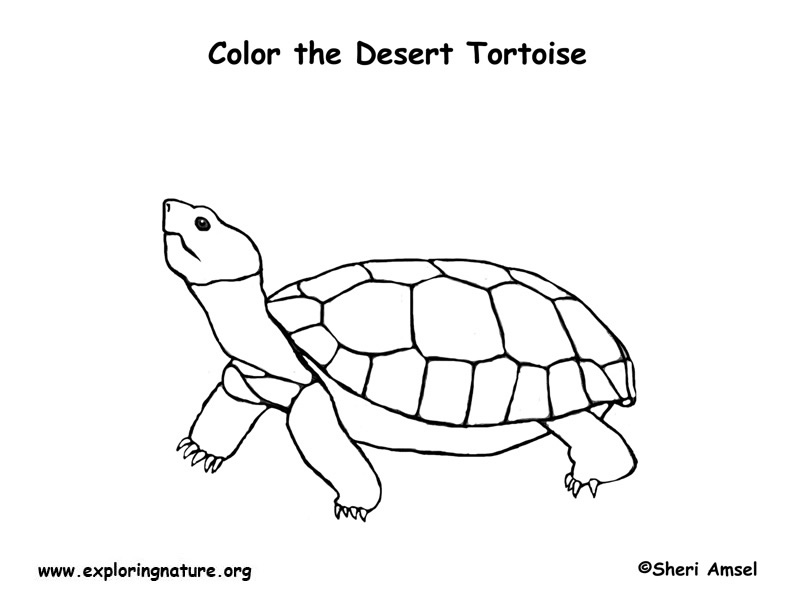 Tortoise (Desert) Coloring Page Tortoise (Desert) Coloring Page