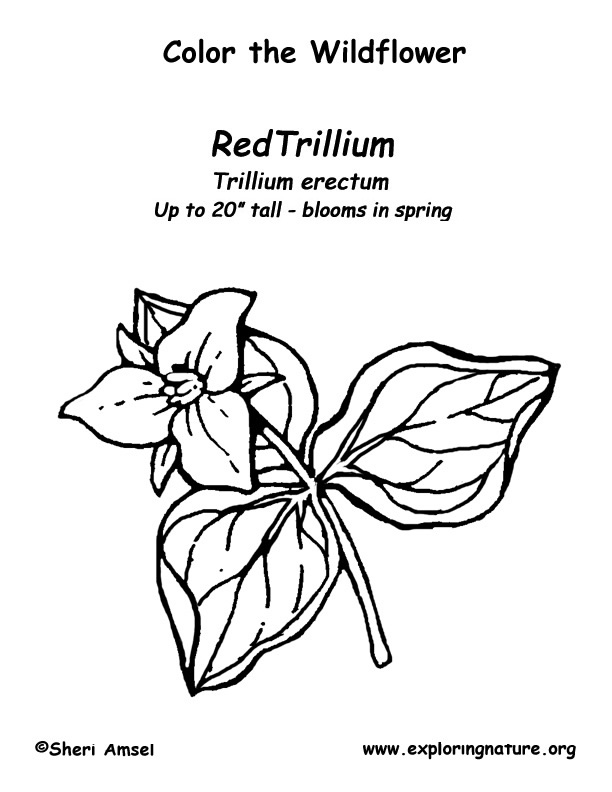 Trillium Coloring Page