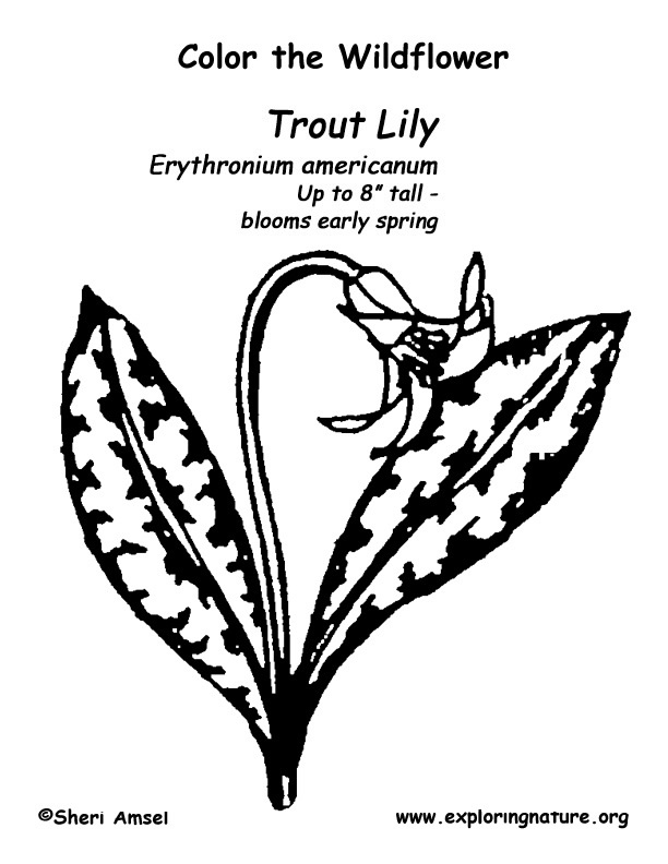 Trout Lilly Coloring Page
