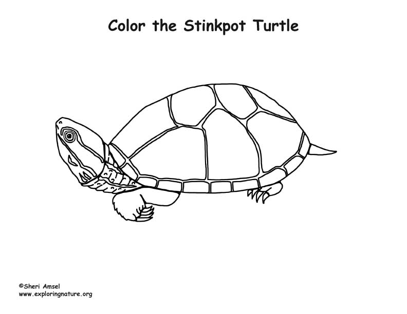 Stinkpot Turtle Coloring Page