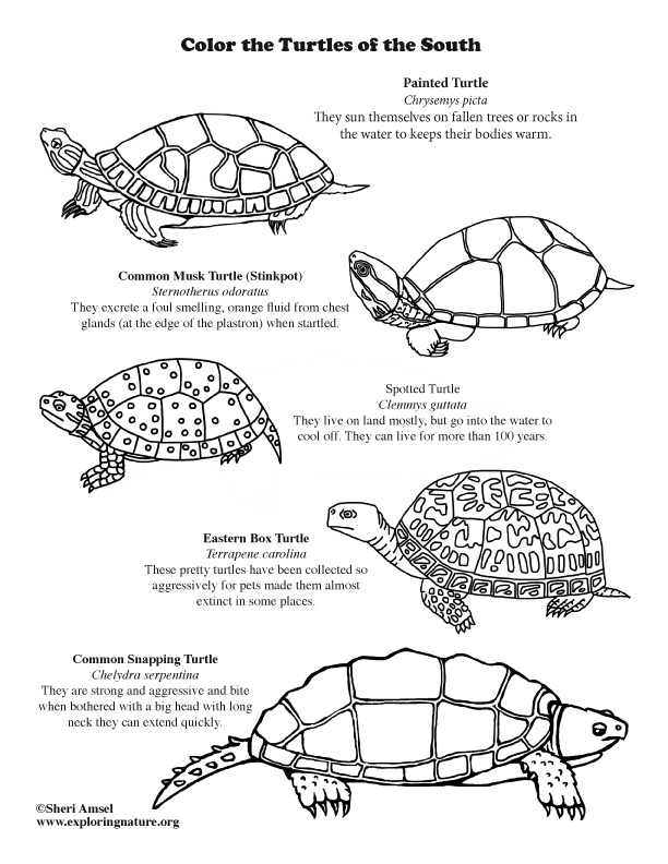 Turtes of the South Coloring Page