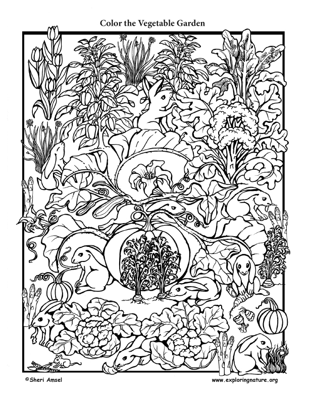 Download Bunnies in the Vegetable Garden - Coloring