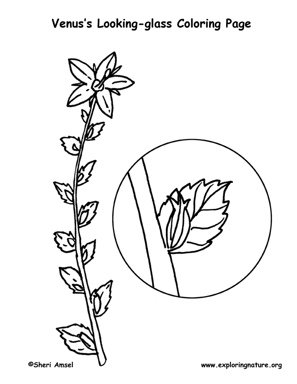 Venus Looking-glass Coloring Page