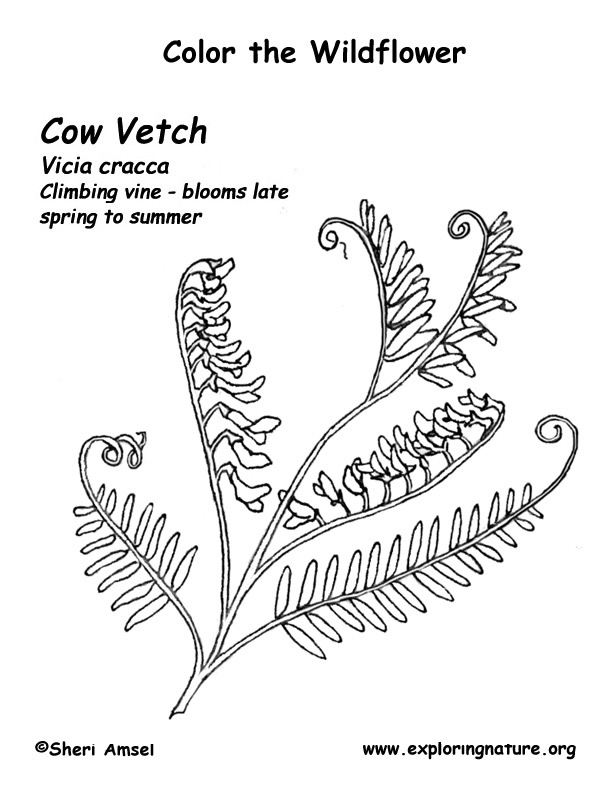 Vetch Coloring Page