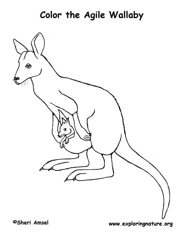 Wallaby Coloring Page