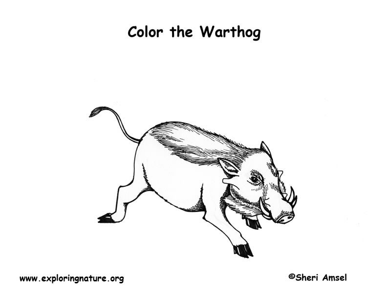 Warthog Coloring Page