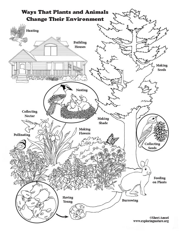 Ways That Plants and Animals Change Their Environment - Coloring Page