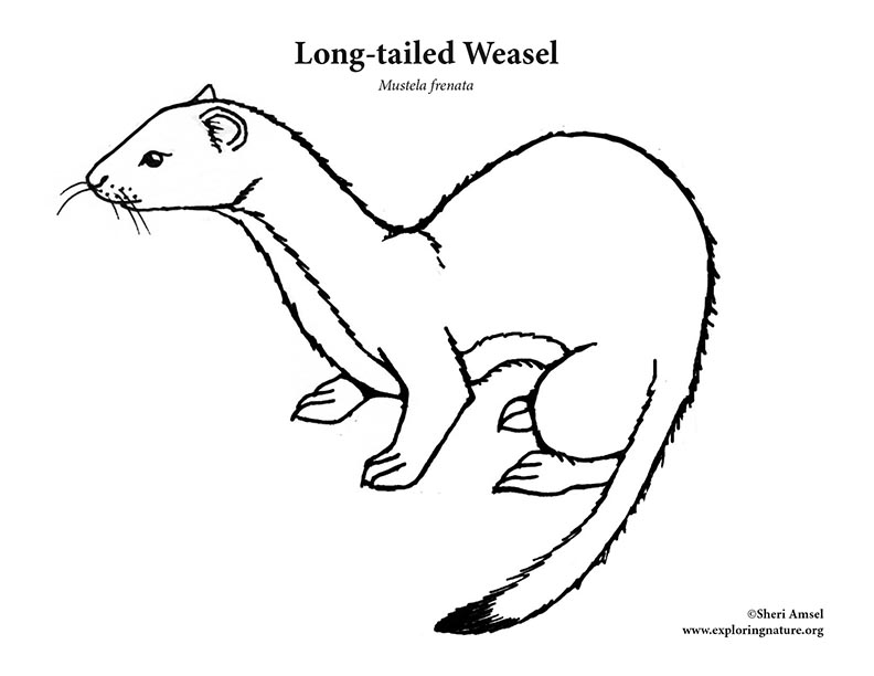 Weasel (Longtail) Coloring Page