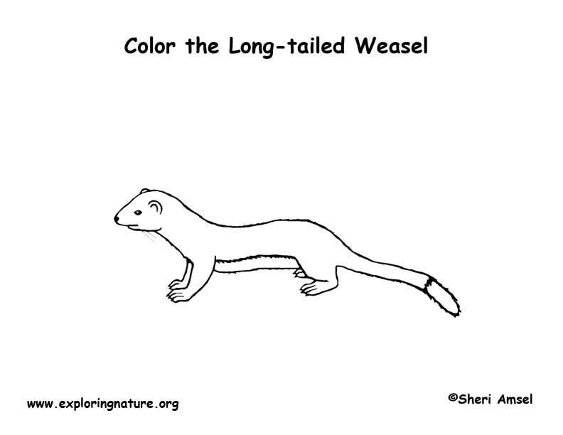 Download Weasel (Long-tailed) Coloring Page