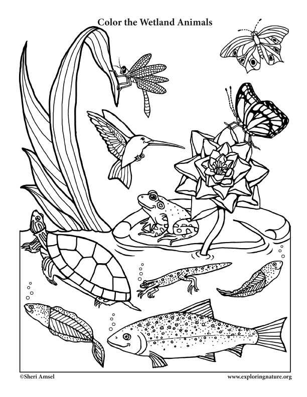 Soulmuseumblog: Coloring Pages On Animals And Nature For Kids