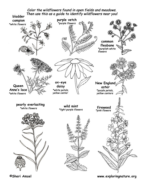 Meadow Wildflowers Coloring Page 1