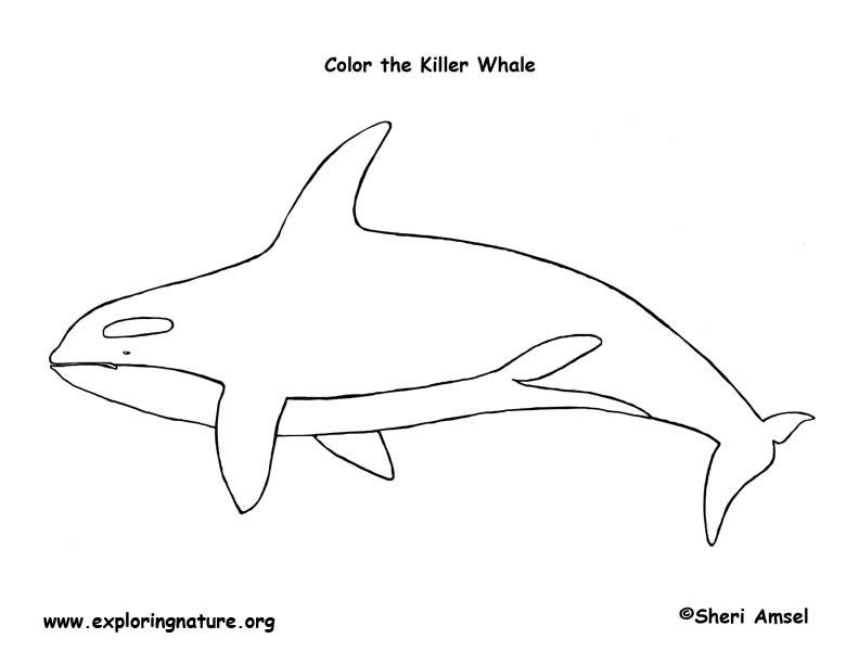 Whale Killer Coloring Page