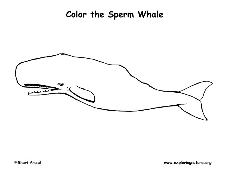 Download Whale (Sperm) Coloring Page