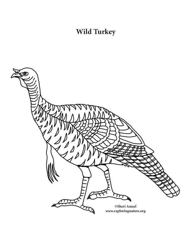 black throated gray turkey coloring pages