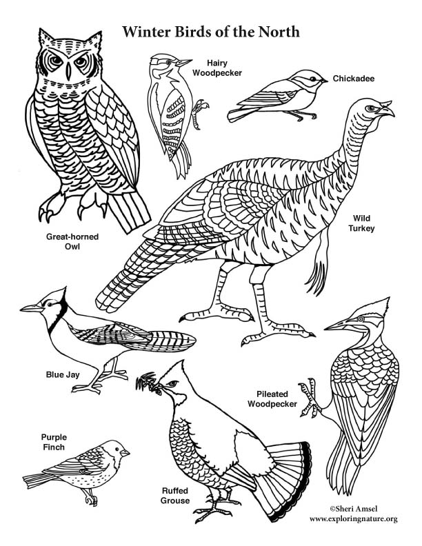 Download Winter Birds of the North Coloring Page