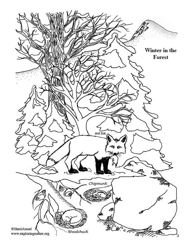 Winter Nature Coloring Pages