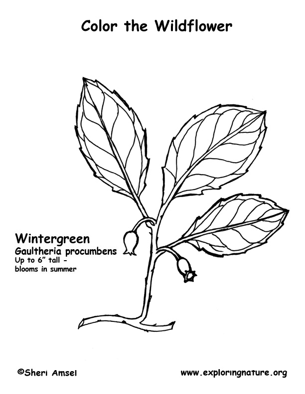 Wintergreen Coloring Page
