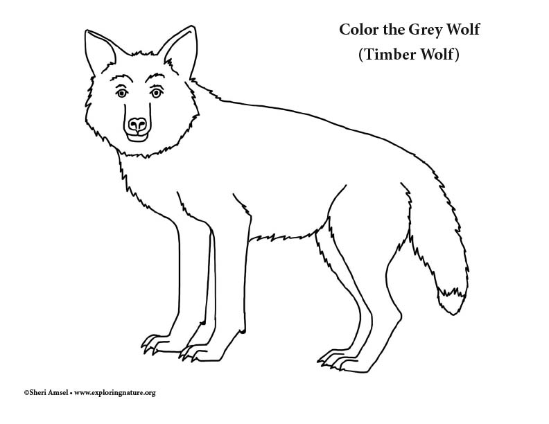 Wolf Coloring Page