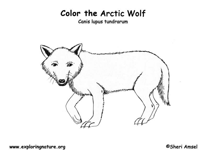 wolf arctic coloring page