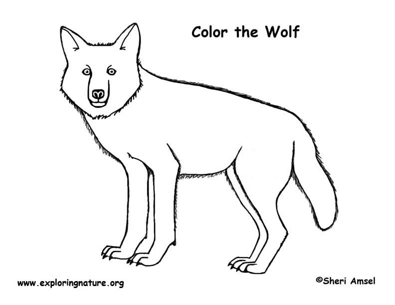 Wolfoo coloring pages in 2023  Coloring pages, Drawings, Color