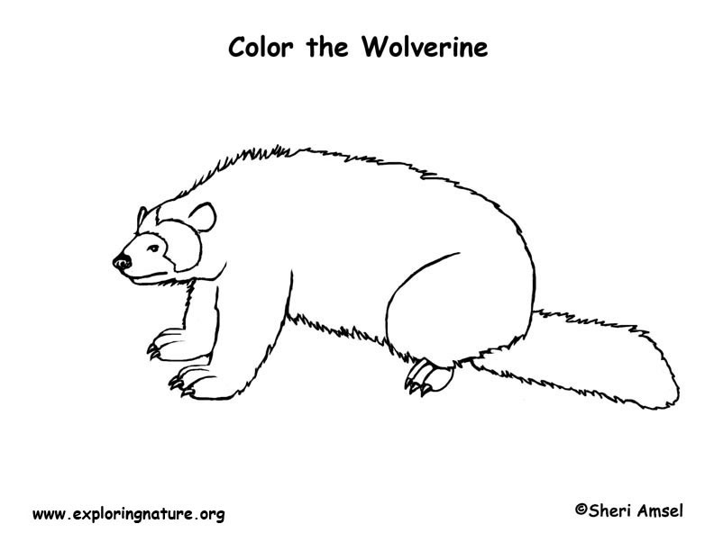 wolverine-coloring-page
