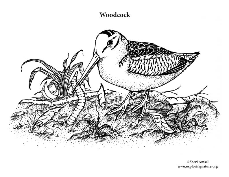 Woodcock Coloring Page