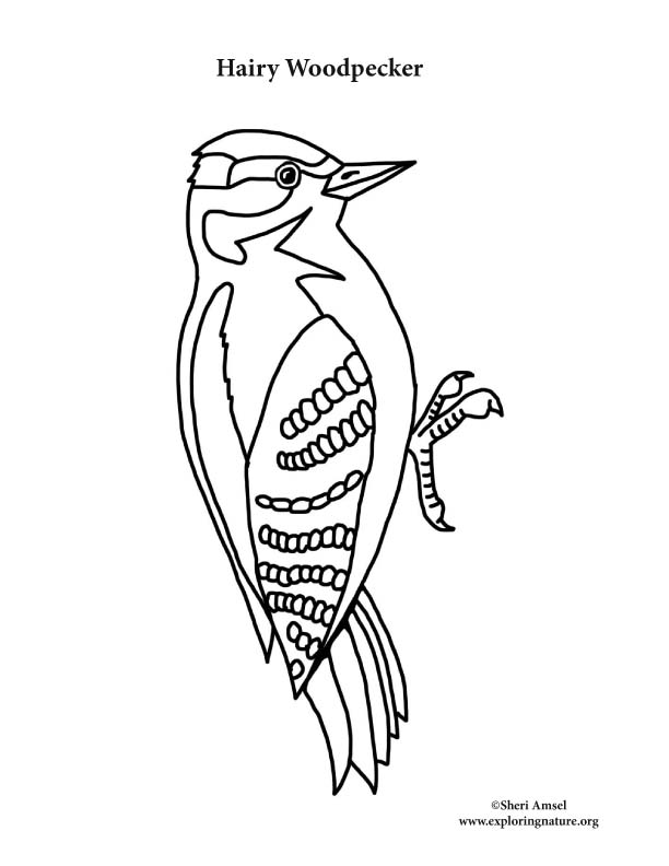 Woodpecker (Hairy) Coloring Page