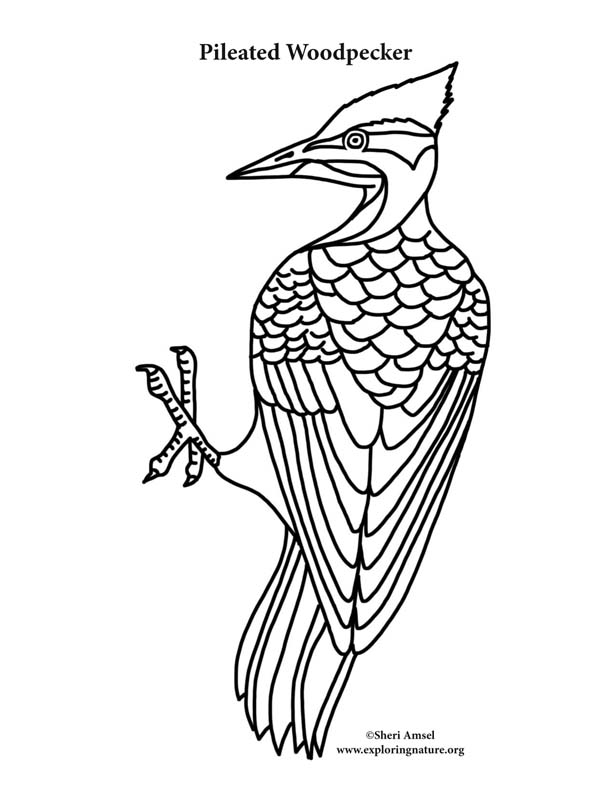 Woodpecker Coloring Pages For Children 5