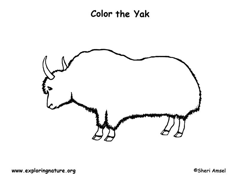 Download Yak Coloring Page