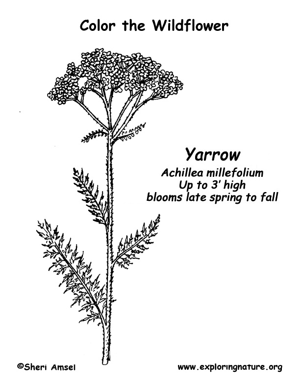Yarrow Coloring Page