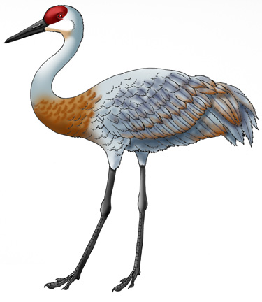 Crane (Sandhill)