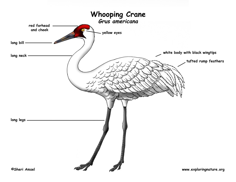 Whooping Crane Labeling Page