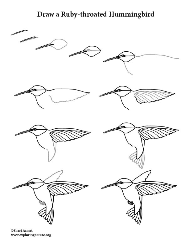 Hummingbird (Ruby-throated) Drawing Lesson