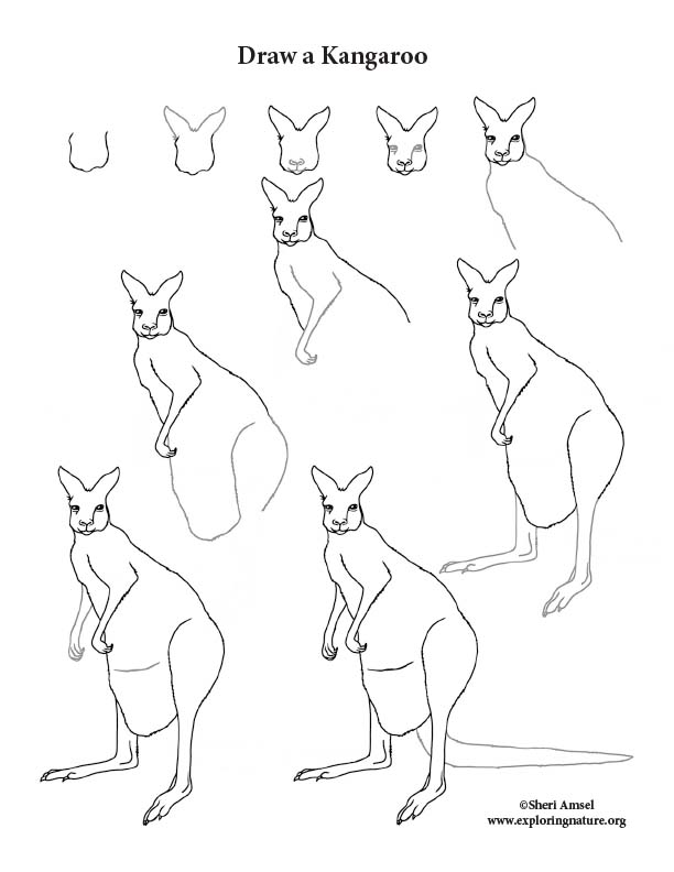 Kangaroo Drawing Lesson