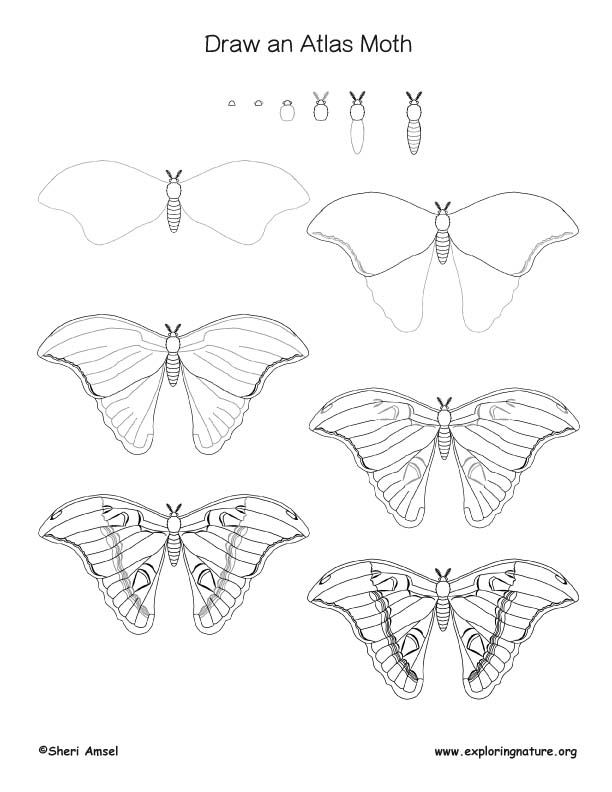atlas moth drawing lesson