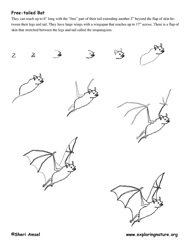 Bat (Mexican Free-tailed) Drawing Lesson