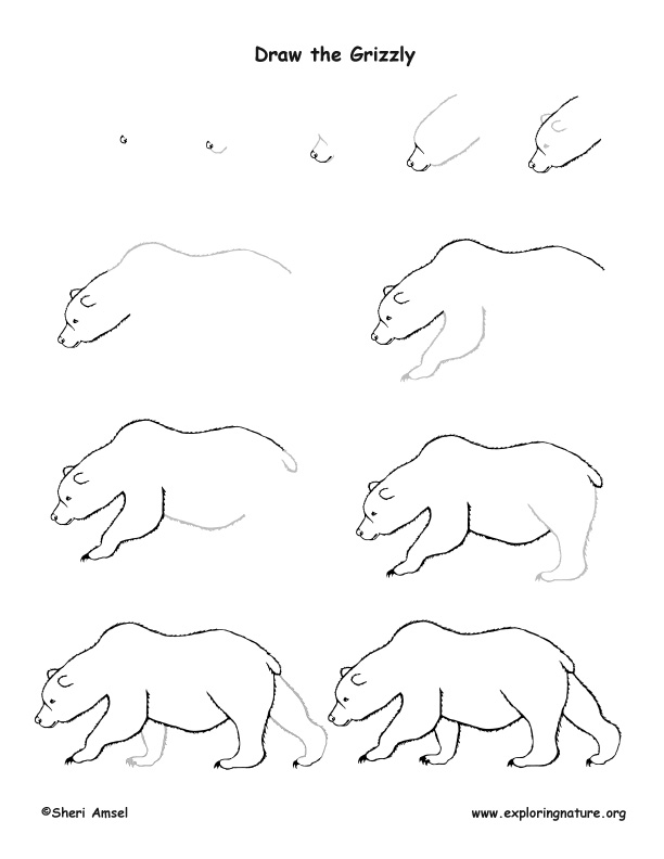 Bear (Grizzly) Drawing Lesson