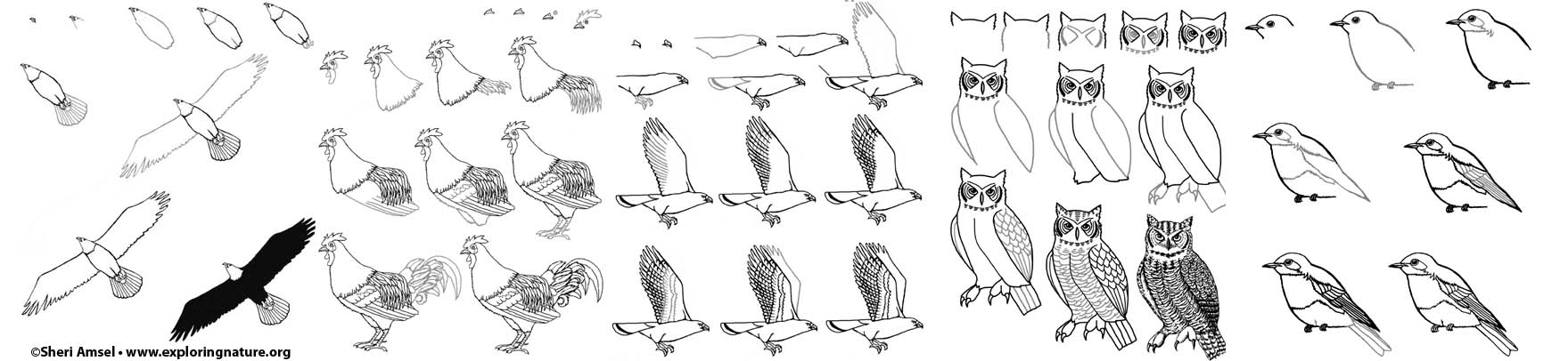 Birds