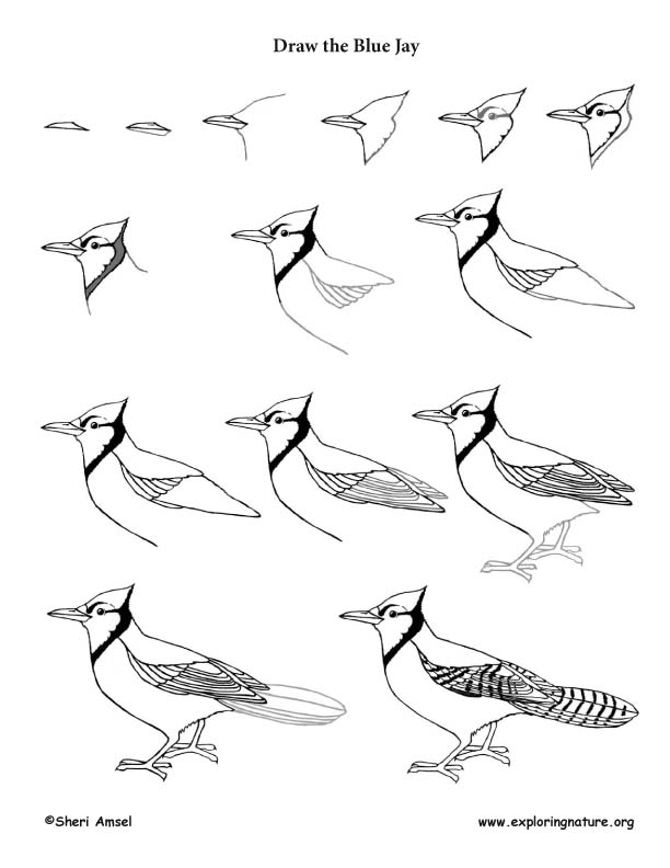 How to Draw a Blue Jay