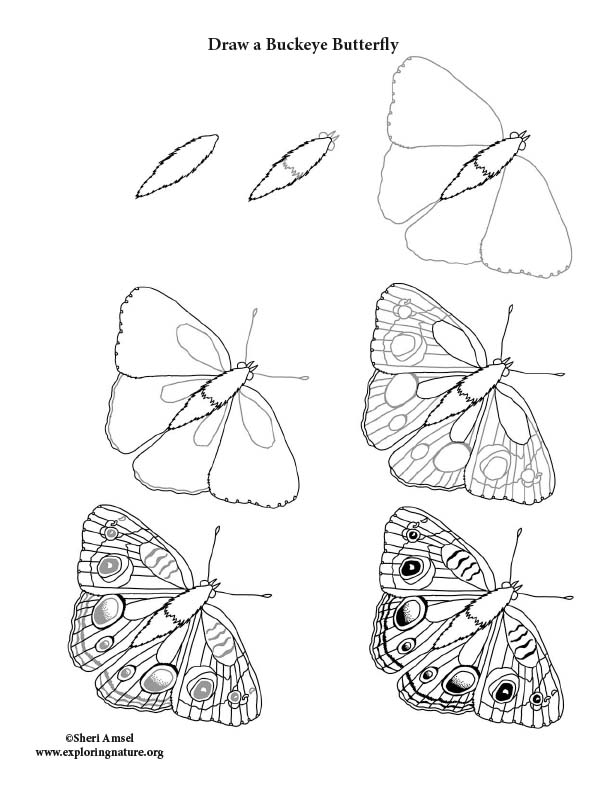 Butterfly (Buckeye) Drawing Page Butterfly (Buckeye) Drawing Page
