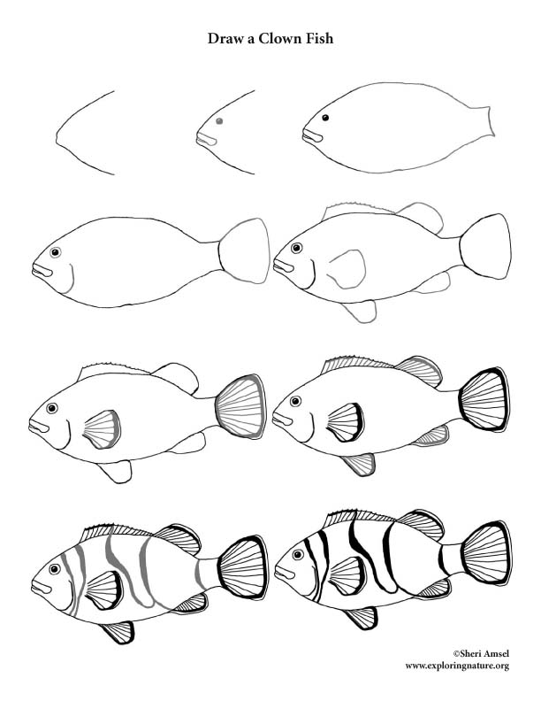 How to Draw a Clownfish  Easy Step-by-Step Art Activity & Video