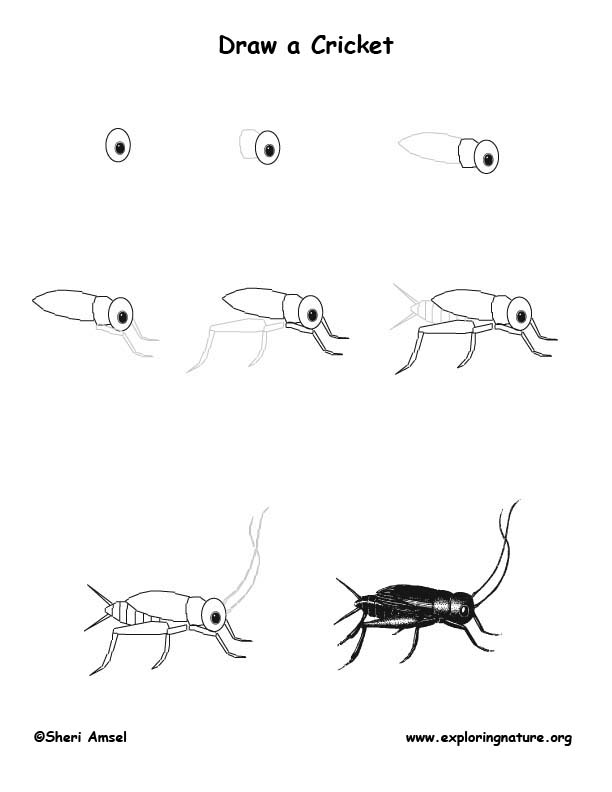 Top How To Draw A Cricket in the world The ultimate guide 