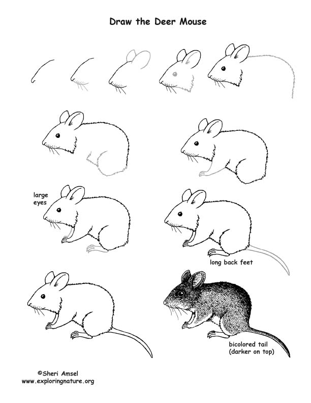 Details 139+ mouse drawing images best