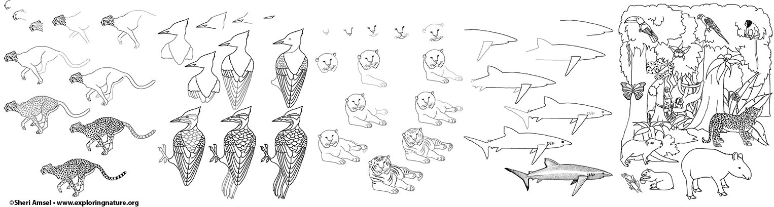 Drawing Animals and Habitats