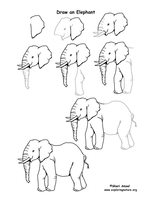 Elephant (African) Drawing Lesson