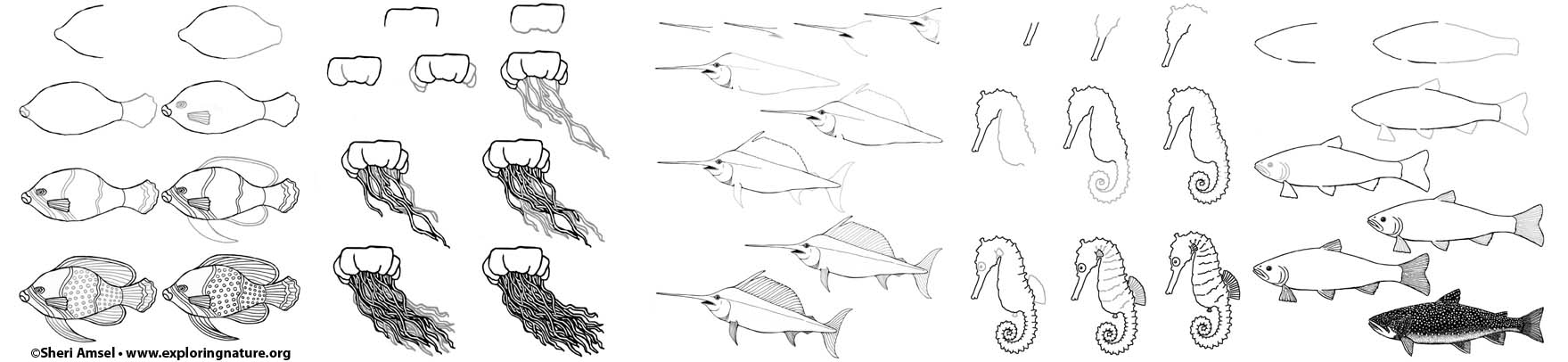 Fish and Ocean Animals