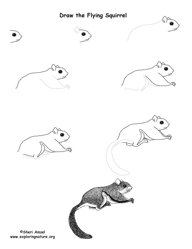 Squirrel Illustration Drawing Sketch Art Graphic by Topstar · Creative  Fabrica