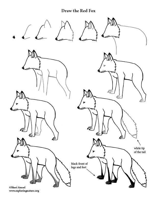 How to Draw a Fox 