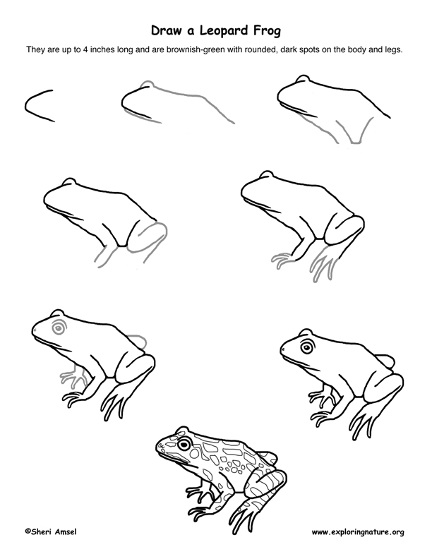 Frog (Leopard) Drawing Lesson