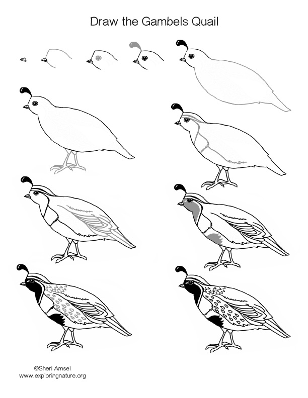 Quail (Gambel's) Drawing Lesson.